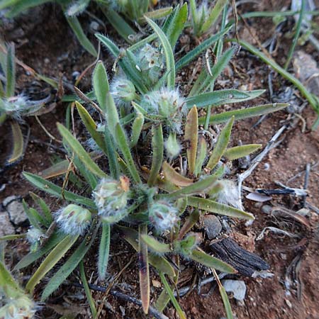 Plantago cretica \ Kretischer Wegerich / Cretan Plantain, Rhodos Lindos 20.3.2023