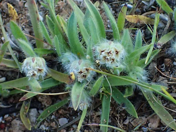 Plantago cretica \ Kretischer Wegerich / Cretan Plantain, Rhodos Lindos 20.3.2023
