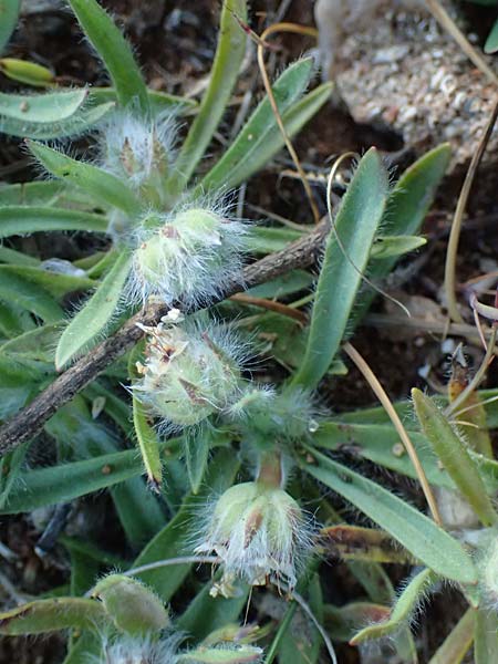 Plantago cretica \ Kretischer Wegerich / Cretan Plantain, Rhodos Lindos 20.3.2023