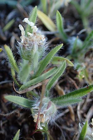 Plantago cretica \ Kretischer Wegerich / Cretan Plantain, Rhodos Lindos 20.3.2023