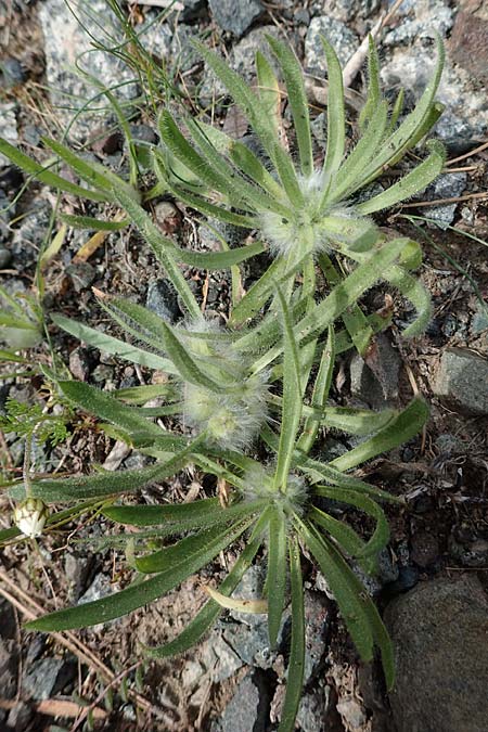 Plantago cretica \ Kretischer Wegerich / Cretan Plantain, Rhodos Archangelos 24.3.2023