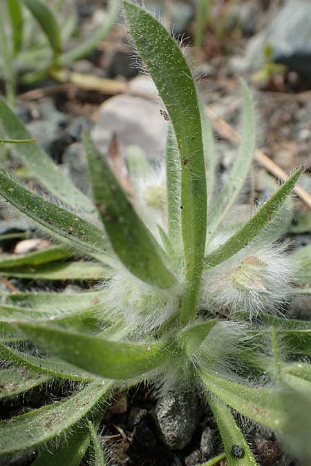 Plantago cretica \ Kretischer Wegerich / Cretan Plantain, Rhodos Archangelos 24.3.2023