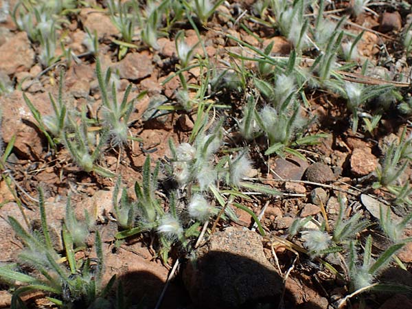Plantago cretica \ Kretischer Wegerich / Cretan Plantain, Rhodos Moni Artamiti 27.3.2023