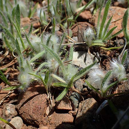 Plantago cretica \ Kretischer Wegerich / Cretan Plantain, Rhodos Moni Artamiti 27.3.2023