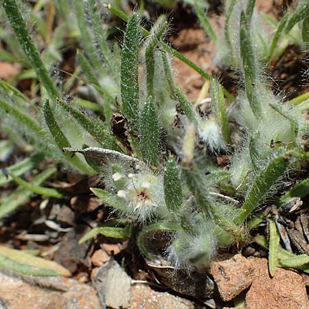 Plantago cretica \ Kretischer Wegerich / Cretan Plantain, Rhodos Moni Artamiti 27.3.2023