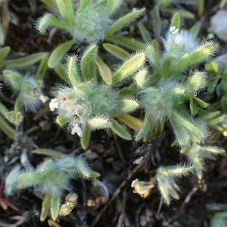 Plantago cretica \ Kretischer Wegerich / Cretan Plantain, Rhodos Moni Artamiti 27.3.2023