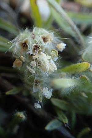 Plantago cretica \ Kretischer Wegerich / Cretan Plantain, Rhodos Moni Artamiti 27.3.2023