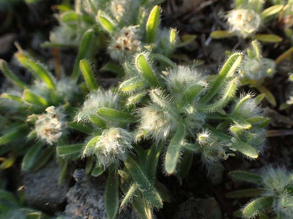 Plantago cretica \ Kretischer Wegerich / Cretan Plantain, Rhodos Moni Artamiti 27.3.2023