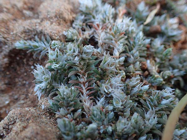 Paronychia capitata \ Kopfige Mauermiere / Head Nailwort, Rhodos Lindos 20.3.2023
