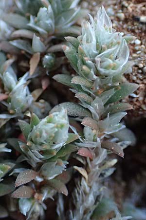 Paronychia capitata \ Kopfige Mauermiere / Head Nailwort, Rhodos Lindos 20.3.2023