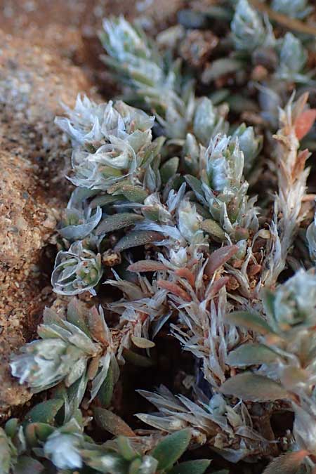 Paronychia capitata \ Kopfige Mauermiere / Head Nailwort, Rhodos Lindos 20.3.2023
