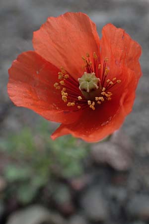 Papaver purpureomarginatum \ Rotrandiger Mohn / Red-fringed Poppy, Rhodos/Rhodes Moni Artamiti 16.3.2023