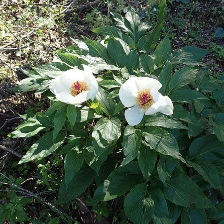 Paeonia clusii subsp. rhodia \ Rhodische Pfingstrose / Rhodian Peony, Rhodos Profitis Ilias 25.3.2019