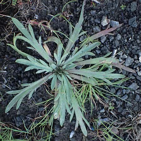 Plantago weldenii \ Niederliegender Krhenfu-Wegerich / Buck's-horn Plantain, Rhodos Laerma 19.3.2023