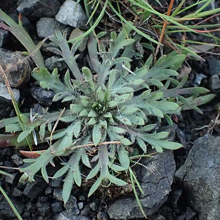 Plantago weldenii \ Niederliegender Krhenfu-Wegerich / Buck's-horn Plantain, Rhodos Laerma 19.3.2023