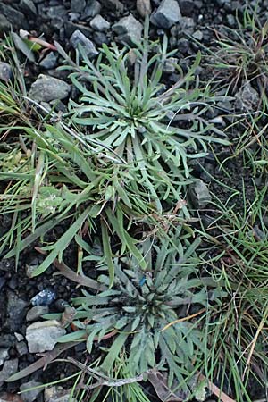 Plantago weldenii, Niederliegender Krähenfuß-Wegerich