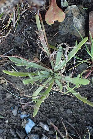 Plantago weldenii \ Niederliegender Krhenfu-Wegerich / Buck's-horn Plantain, Rhodos Laerma 19.3.2023