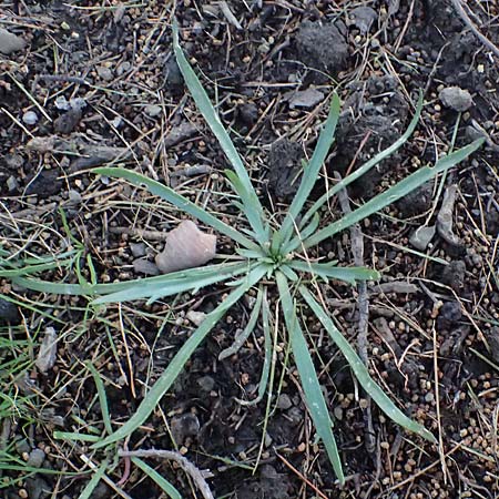 Plantago weldenii \ Niederliegender Krhenfu-Wegerich / Buck's-horn Plantain, Rhodos Laerma 19.3.2023