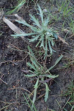 Plantago weldenii \ Niederliegender Krhenfu-Wegerich / Buck's-horn Plantain, Rhodos Laerma 19.3.2023