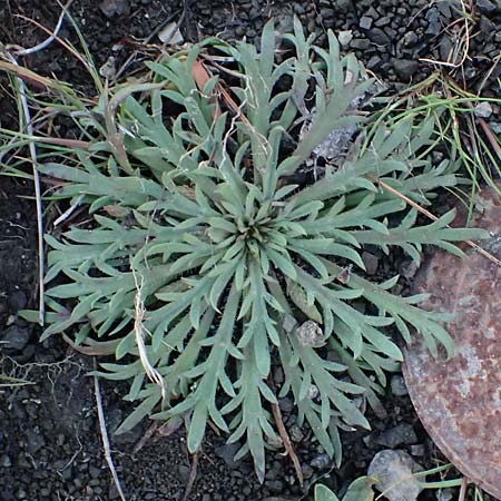 Plantago weldenii \ Niederliegender Krhenfu-Wegerich / Buck's-horn Plantain, Rhodos Laerma 19.3.2023