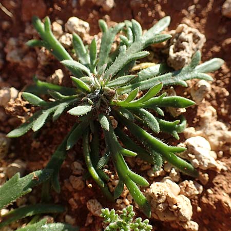 Plantago weldenii \ Niederliegender Krhenfu-Wegerich / Buck's-horn Plantain, Rhodos Lindos 20.3.2023