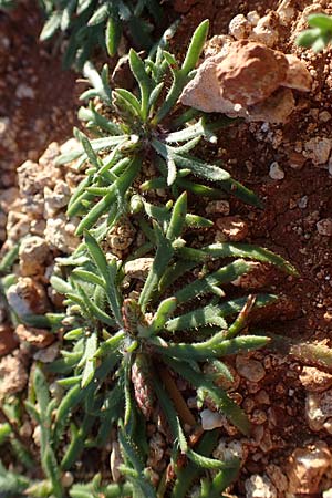 Plantago weldenii \ Niederliegender Krhenfu-Wegerich / Buck's-horn Plantain, Rhodos Lindos 20.3.2023