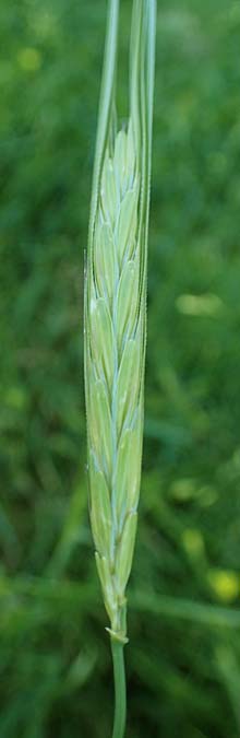 Hordeum spontaneum \ Wild-Gerste / Wild Barley, Rhodos Mount Smith 18.3.2023