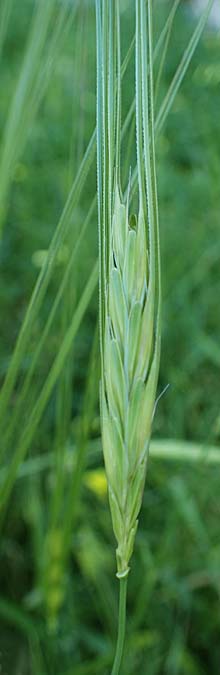 Hordeum spontaneum \ Wild-Gerste / Wild Barley, Rhodos Mount Smith 18.3.2023