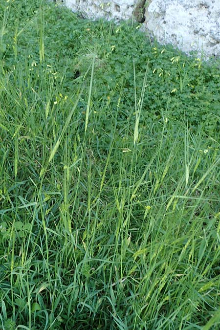 Hordeum spontaneum \ Wild-Gerste / Wild Barley, Rhodos Mount Smith 18.3.2023