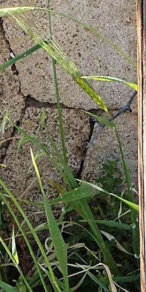 Hordeum spontaneum \ Wild-Gerste / Wild Barley, Rhodos Lindos 20.3.2023