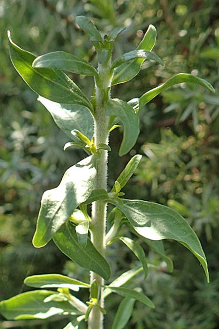 Unknown_bush spec1 ? \ Unbekannter Strauch / Unknown Bush, Rhodos Apolakkia 3.4.2019