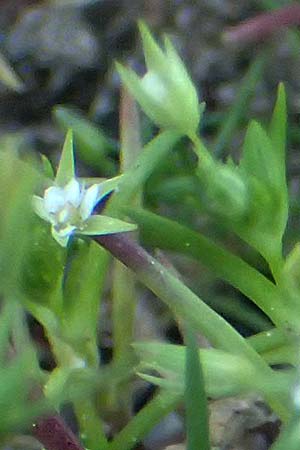 Sabulina tenuifolia subsp. hybrida \ Zarte Miere, Feinblttrige Miere / Fine-Leaved Sandwort, Slender-Leaf Sandwort, Rhodos Moni Kamiri 19.3.2023