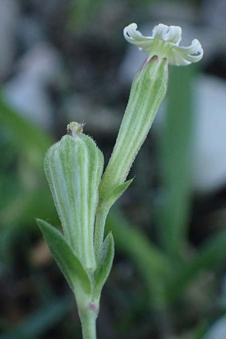 Silene apetala \ Kronblattlose Leimkraut / Bare Catchfly, Rhodos/Rhodes Kolymbia 18.3.2023