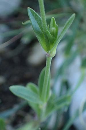 Silene apetala \ Kronblattlose Leimkraut / Bare Catchfly, Rhodos/Rhodes Kolymbia 18.3.2023