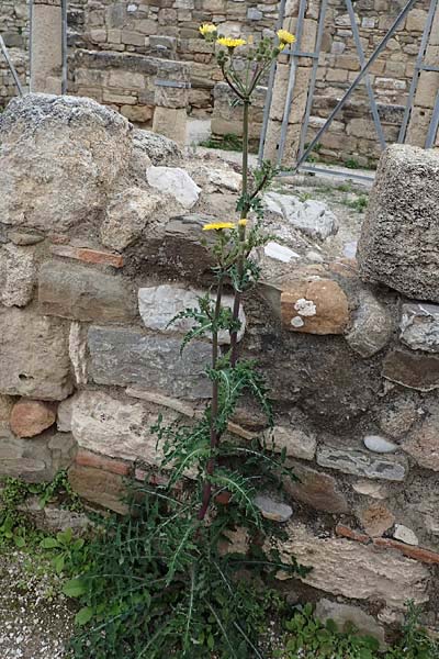Sonchus glaucescens \ Blaugrne Gnsedistel / Bluish Sow-Thistle, Rhodos Kamiros 22.3.2023