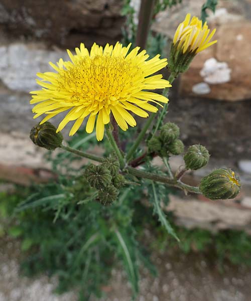 Sonchus glaucescens \ Blaugrne Gnsedistel / Bluish Sow-Thistle, Rhodos Kamiros 22.3.2023