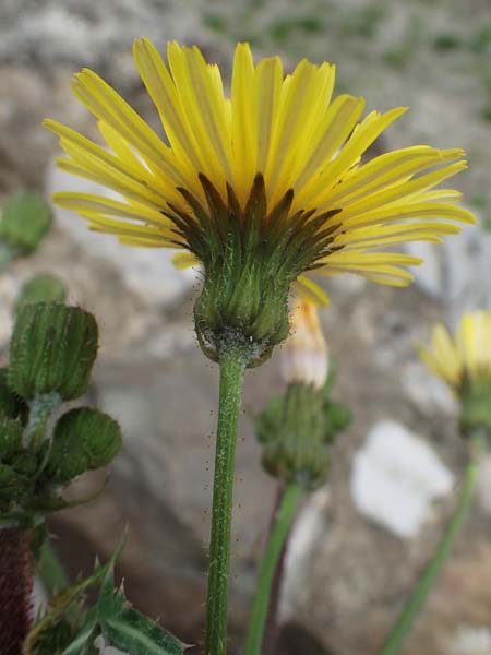 Sonchus glaucescens \ Blaugrne Gnsedistel / Bluish Sow-Thistle, Rhodos Kamiros 22.3.2023