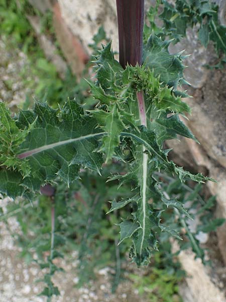 Sonchus glaucescens \ Blaugrne Gnsedistel / Bluish Sow-Thistle, Rhodos Kamiros 22.3.2023