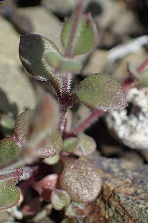 Arenaria rhodia \ Rhodisches Sandkraut / Rhodian Sandwort, Rhodos Moni Artamiti 16.3.2023