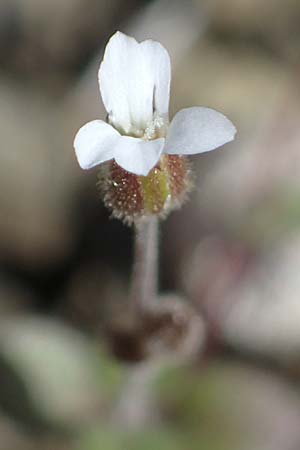 Arenaria rhodia \ Rhodisches Sandkraut / Rhodian Sandwort, Rhodos Moni Artamiti 16.3.2023