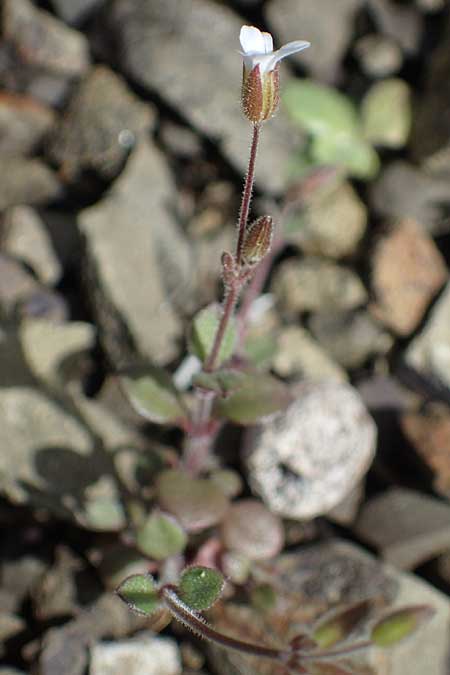 Arenaria rhodia, Rhodisches Sandkraut
