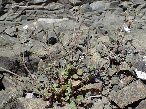 Silene tunicoides \ Felsennelken-Leimkraut / Tunic Catchfly, Rhodos/Rhodes Moni Artamiti 27.3.2023