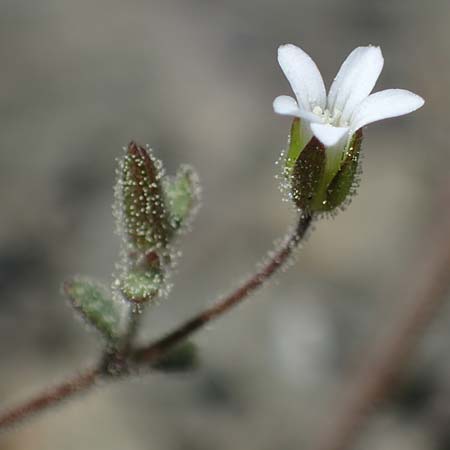 Silene tunicoides \ Felsennelken-Leimkraut / Tunic Catchfly, Rhodos/Rhodes Moni Artamiti 27.3.2023