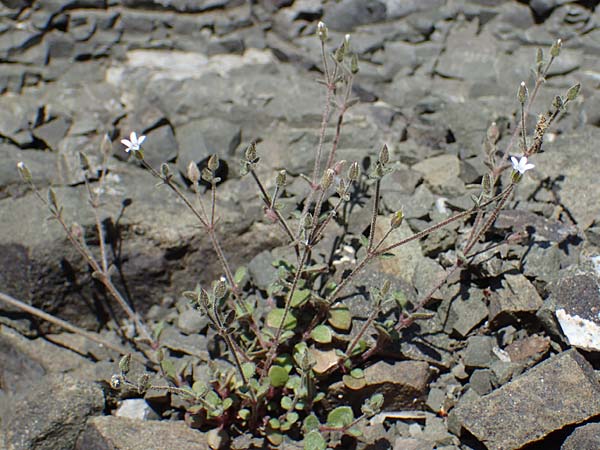 Silene tunicoides \ Felsennelken-Leimkraut / Tunic Catchfly, Rhodos/Rhodes Moni Artamiti 27.3.2023
