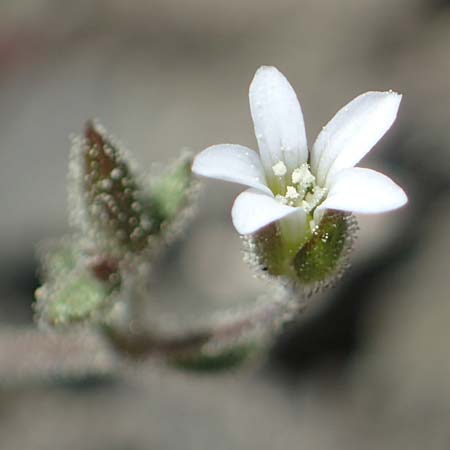 Silene tunicoides \ Felsennelken-Leimkraut / Tunic Catchfly, Rhodos/Rhodes Moni Artamiti 27.3.2023