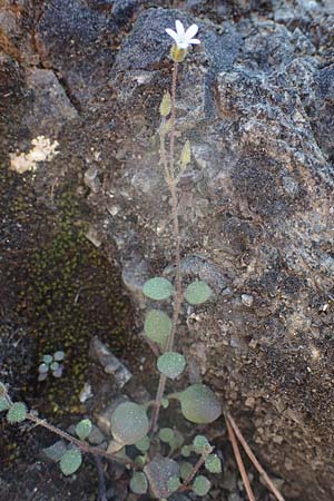 Silene tunicoides, Felsennelken-Leimkraut