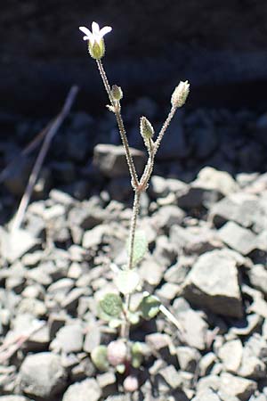 Silene tunicoides \ Felsennelken-Leimkraut / Tunic Catchfly, Rhodos/Rhodes Moni Artamiti 27.3.2023