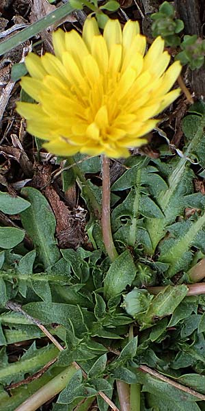 Taraxacum megalorhizon \ Dickwurzeliger L�wenzahn / Thick-Rooted Dandelion, Rhodos/Rhodes Akramitis 21.3.2023