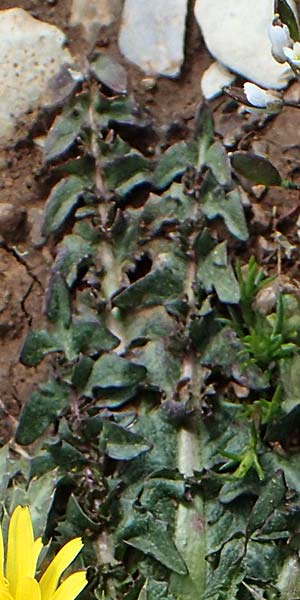 Taraxacum hellenicum \ Griechischer Lwenzahn, Rhodos Attaviros 23.3.2023