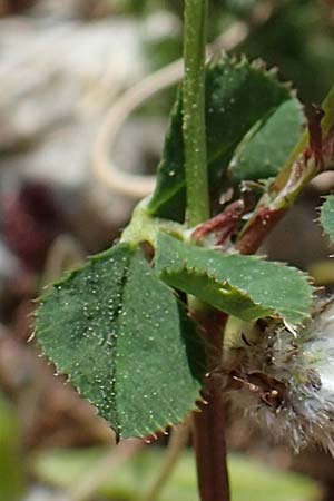 Trifolium petrisavii \ Savis Klee, Rhodos Feraklos Castle 26.3.2023